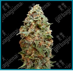 Afghan skunk de advanced seeds