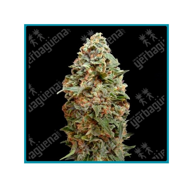 Afghan skunk de advanced seeds