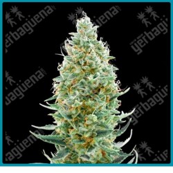 Amnesia fast de Advanced seeds