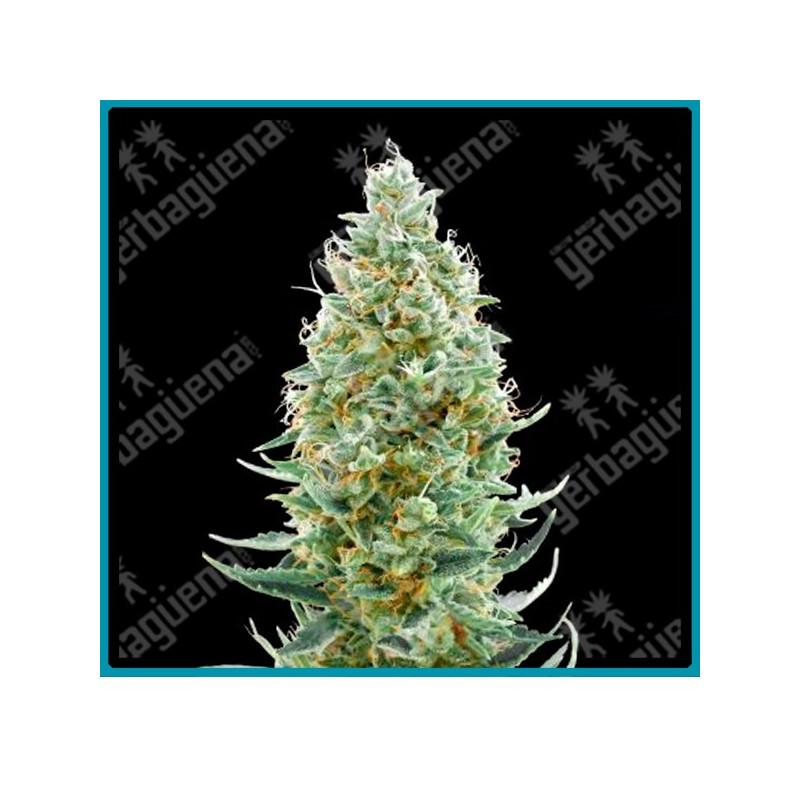 Amnesia fast de Advanced seeds