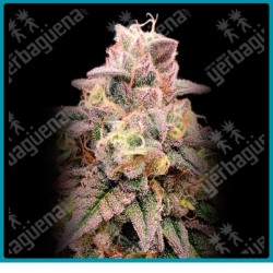 Animal zookies de Advanced seeds