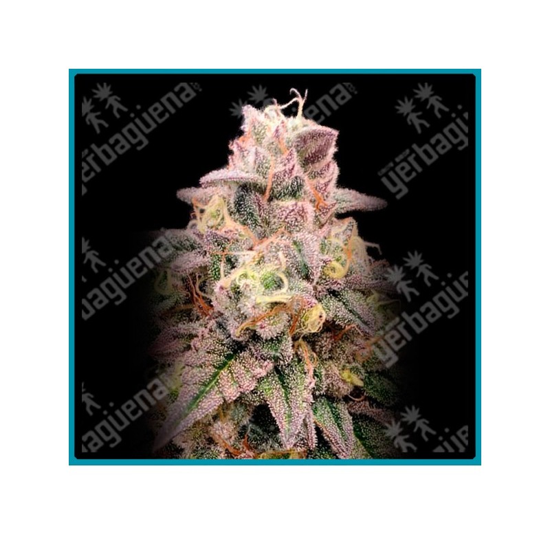 Animal zookies de Advanced seeds