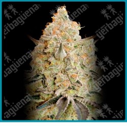 Apple fritter de Advanced seeds