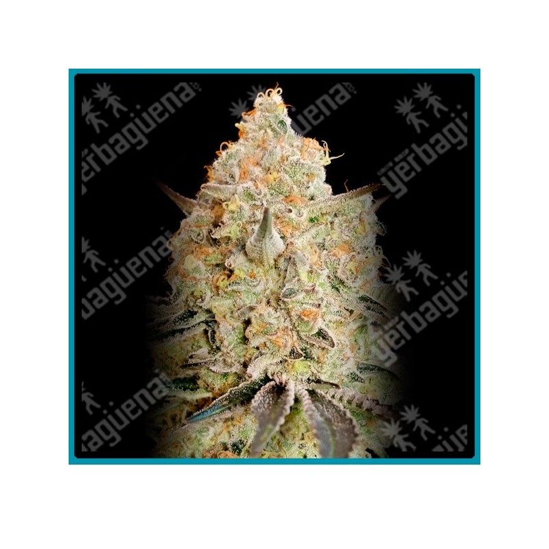 Apple fritter de Advanced seeds