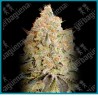 Apple fritter de Advanced seeds