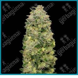 Auto afghan skunk de advanced seeds