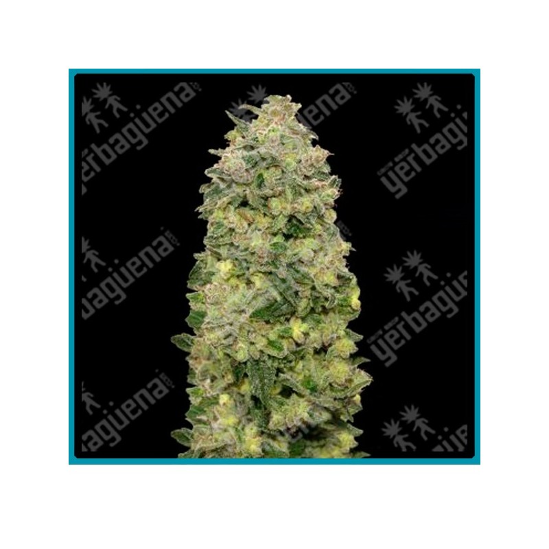 Auto afghan skunk de advanced seeds