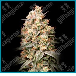 Auto apple fritter de Advanced seeds