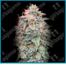 Auto banana cookies de Advanced seeds
