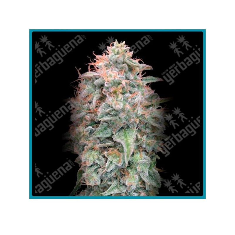 Auto banana cookies de Advanced seeds