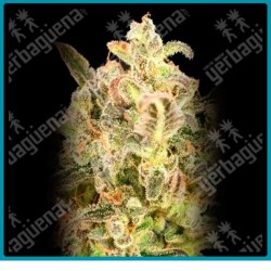 Auto biodiesel mass xxl de Advanced seeds