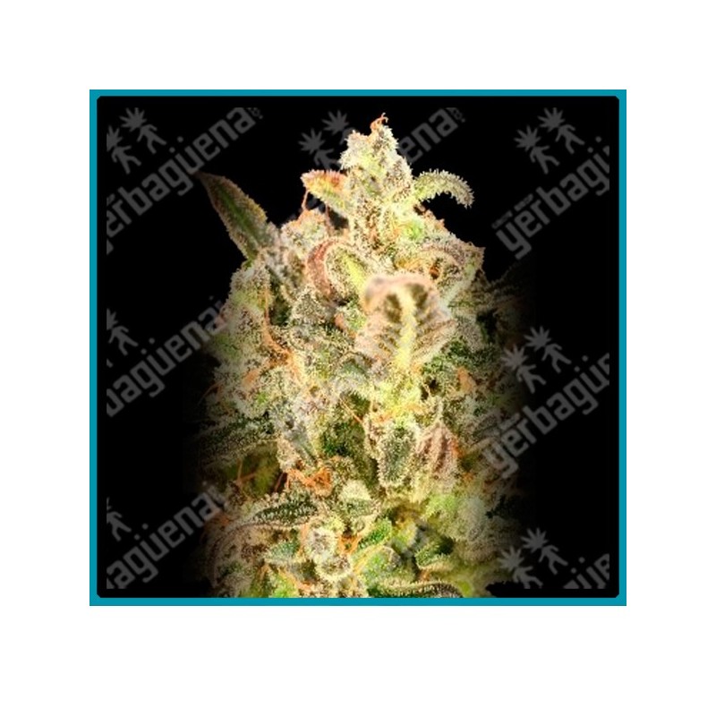 Auto biodiesel mass xxl de Advanced seeds