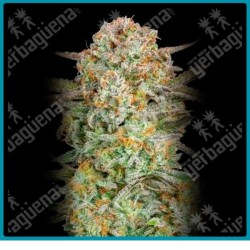 Auto Bruce banner XXL de Advanced seeds