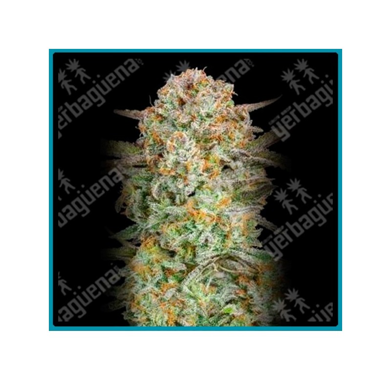 Auto Bruce banner XXL de Advanced seeds