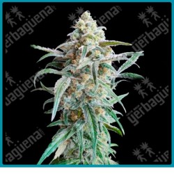 Auto cherry pie de Advanced seeds