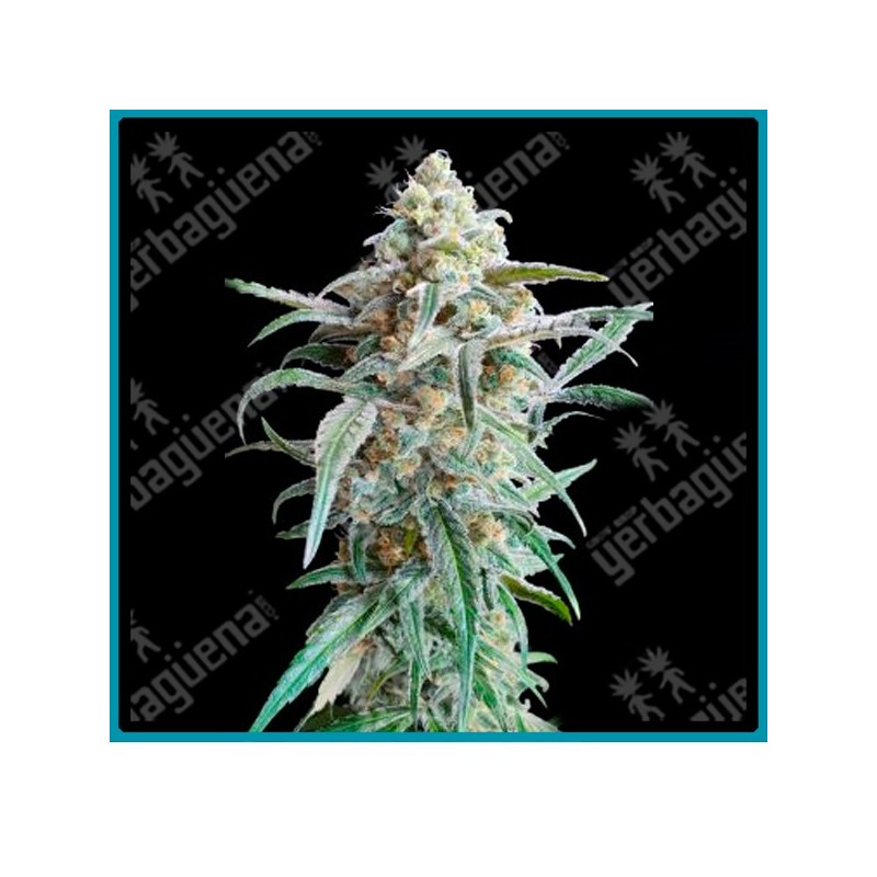 Auto cherry pie de Advanced seeds