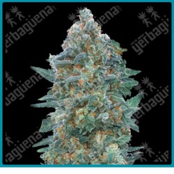 Auto critical lemon CBD de Advanced seeds