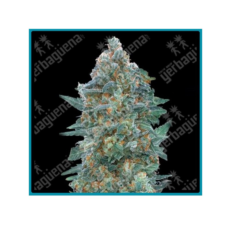 Auto critical lemon CBD de Advanced seeds