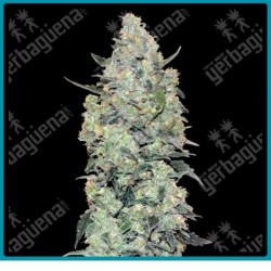 Auto critical mass de Advanced seeds