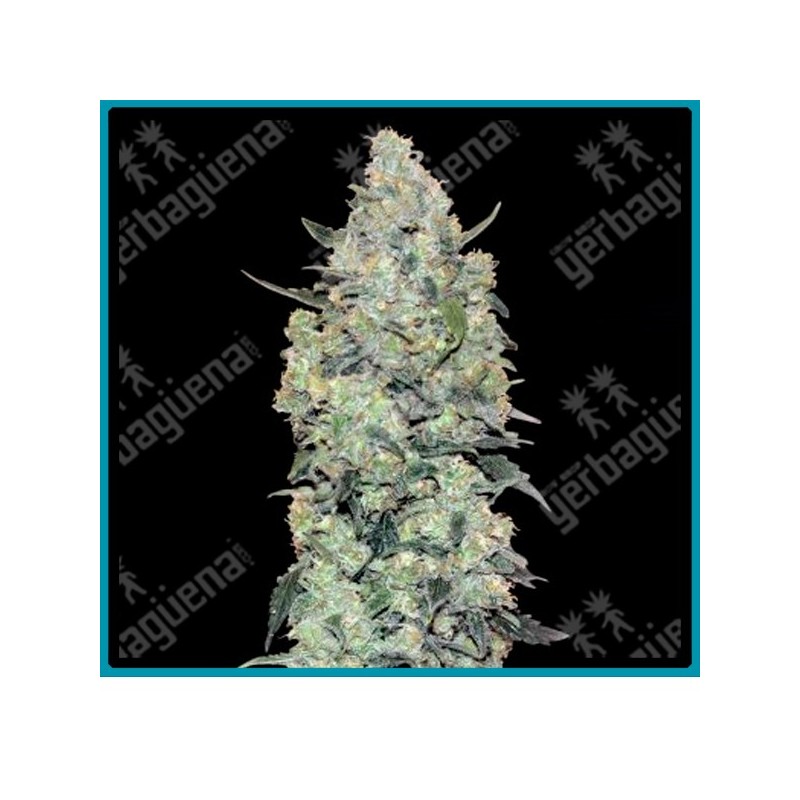 Auto critical mass de Advanced seeds