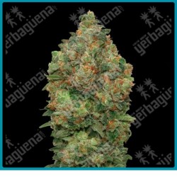 Auto critical soma de Advanced seeds