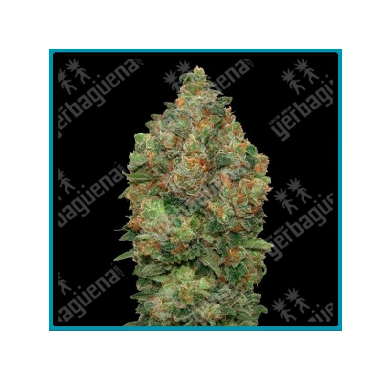 Auto critical soma de Advanced seeds