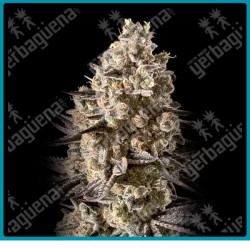 Auto fire dog de Advanced seeds