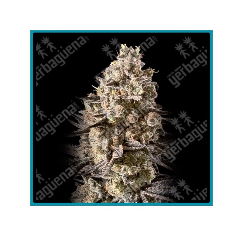 Auto fire dog de Advanced seeds