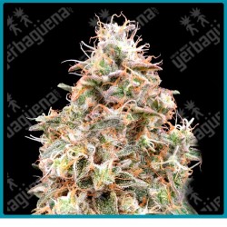 Auto forbidden fruit cake de Advanced seeds