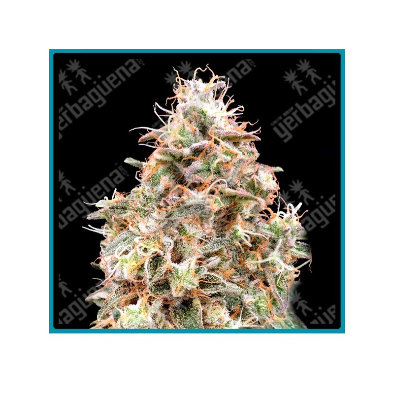 Auto forbidden fruit cake de Advanced seeds