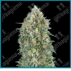 Auto gelato 33 de Advanced seeds