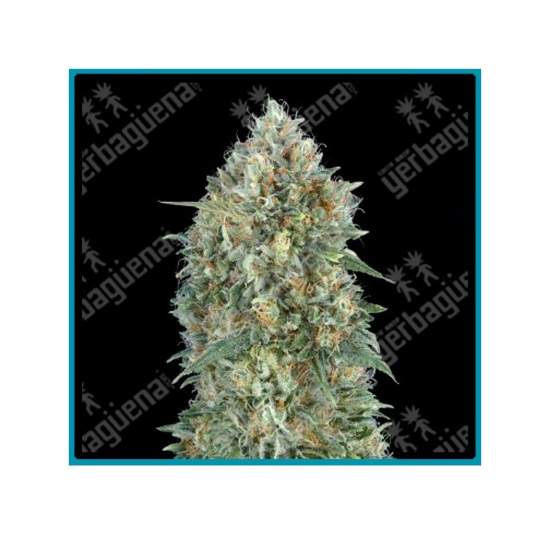 Auto gelato 33 de Advanced seeds