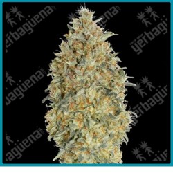 Auto Gorilla blue de Advanced seeds