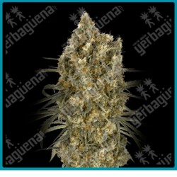 Auto jack herer de advanced seeds