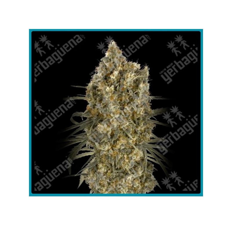 Auto jack herer de advanced seeds