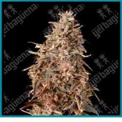 Auto Mimosa punch de Advanced seeds