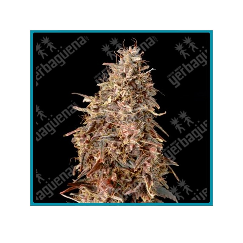 Auto Mimosa punch de Advanced seeds