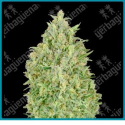 Auto Pineapple glue Advanced seeds