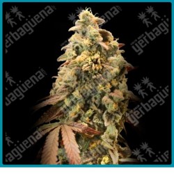 Auto Rainbow sherbet 11 de Advanced seeds