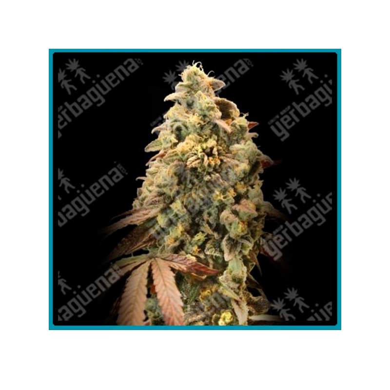 Auto Rainbow sherbet 11 de Advanced seeds