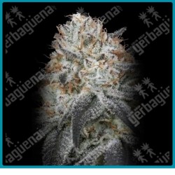 Auto Slurricane de Advanced seeds