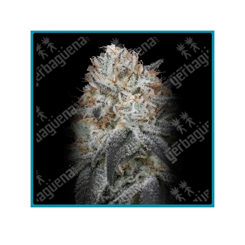 Auto Slurricane de Advanced seeds