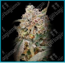 Auto Somango glue de Advanced seeds