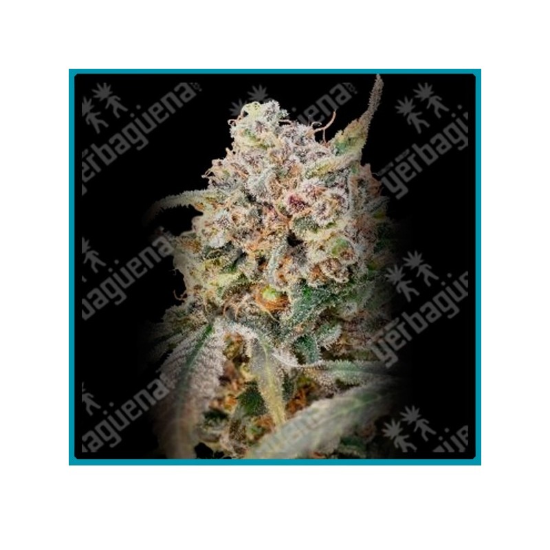 Auto Somango glue de Advanced seeds