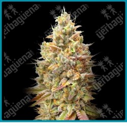 Auto Strawberry banana de Advanced seeds