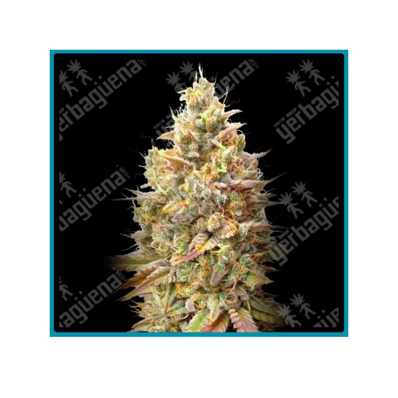 Auto Strawberry banana de Advanced seeds