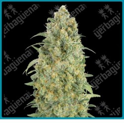 Auto strawberry gum de Advanced seeds