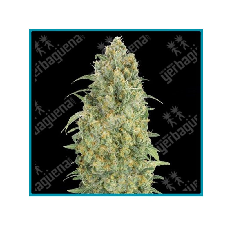 Auto strawberry gum de Advanced seeds