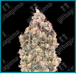 Auto Watermelon og de Advanced seeds