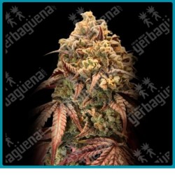 Auto Zerealz milk de Advanced seeds